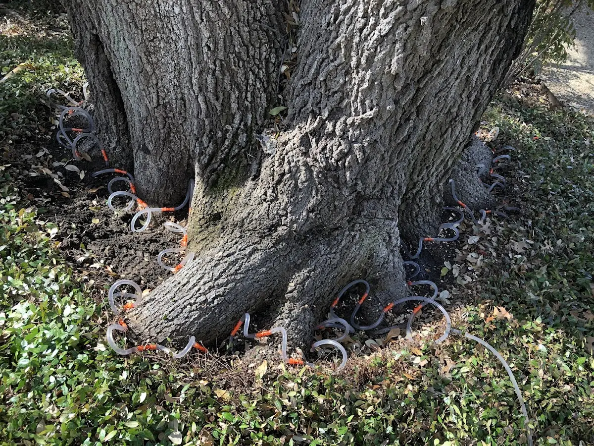 Detailed Tree Cabling and Bracing job site in Gallipolis